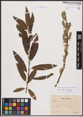 Salix burjatica Nasarow